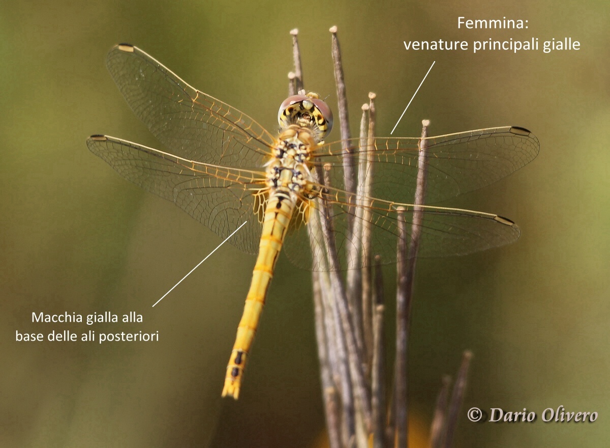 Scheda: Sympetrum fonscolombii